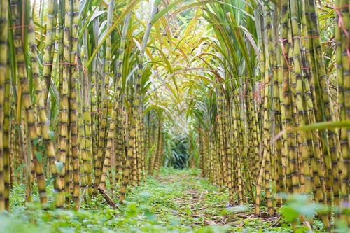 Giá thực phẩm thế giới giảm gần 2% trong tháng 1/2025