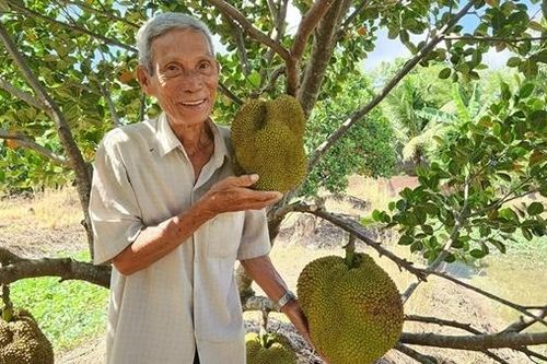 Những nông dân kiếm hàng tỷ đồng từ na Thái, mít không hạt