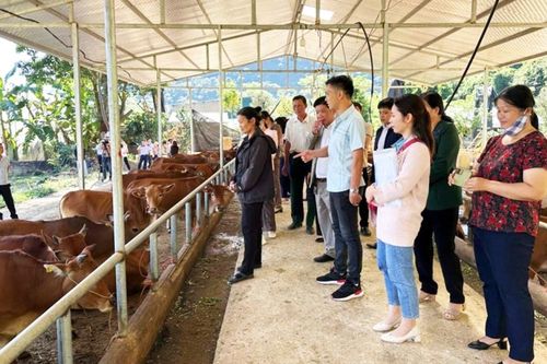 Xây dựng mô hình gắn với liên kết tiêu thụ sản phẩm