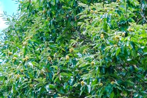 Khoa học và công nghệ góp phần xây dựng các sản phẩm chủ lực, đặc thù của địa phương