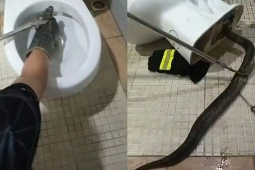Chủ nhà hoảng hốt khi rắn lớn bất ngờ chui ra từ bồn cầu