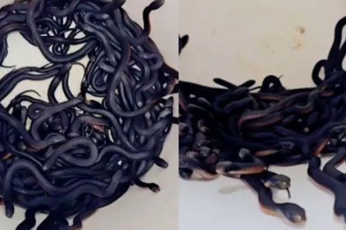 Rùng mình phát hiện 102 con rắn độc trong sân, số lượng nhiều đến mức chuyên gia cũng kinh ngạc