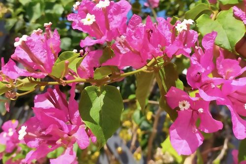 Vì sao trồng hoa giấy trong nhà bị coi là điều đại kỵ?