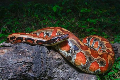 Bí ẩn về loài 'trăn máu' quý hiếm nằm trong sách đỏ của Việt Nam