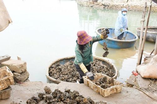 Ngư dân kiếm tiền triệu từ 'săn' vẹm ký sinh