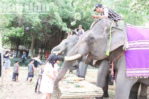 Đắk Lắk ban hành kế hoạch hành động quốc gia bảo tồn đàn voi trên địa bàn