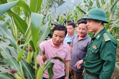 Bản sáng vùng biên