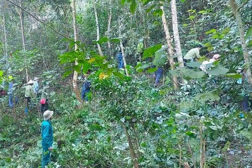 Cảnh báo cháy rừng cấp độ cực kỳ nguy hiểm ở Điện Biên