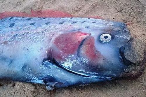 Top thủy quái có thật đáng sợ nhất hành tinh: Việt Nam có một loài