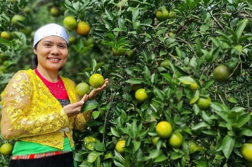 Vốn chính sách giúp nhiều nữ đảng viên vùng cao phát triển thành công kinh tế gia đình