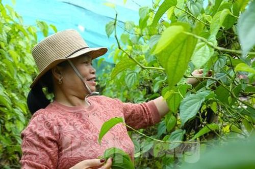 Vào mùa 'đếm lá thu tiền', nông dân thu tiền triệu mỗi ngày