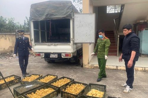 Phát hiện và thu giữ gần 3000 con vịt giống con không rõ nguồn gốc xuất xứ