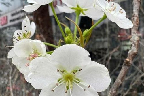 Sau Tết, người Hà Nội săn lùng cành mận rừng, lê rừng… giá 13 triệu đồng vẫn nhanh chóng được chốt đơn