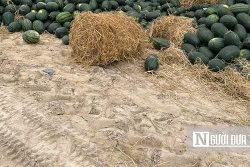 Dưa hấu rớt giá thê thảm sau Tết, nông dân mất ăn mất ngủ vì nợ nần