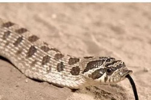 Là loài rắn độc, tại sao rắn hổ mang hognose lại 'diễn trò giả chết' khi gặp nguy hiểm và không bao giờ dám tấn công?