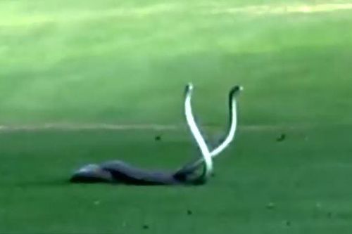 CLIP: Kịch tính màn đánh nhau giành bạn tình của rắn Mamba đen