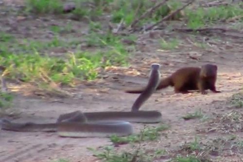 CLIP: Cầy Mangut ác đấu với rắn Mamba đen vì lý do thiêng liêng