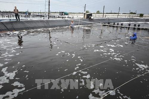Bến Tre sắp đạt kế hoạch phát triển 4.000 ha nuôi tôm công nghệ cao