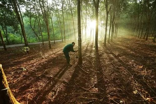 Vì sao giá cao su sẽ tăng mạnh trong tương lai?