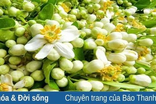 Hương sắc mùa hoa bưởi