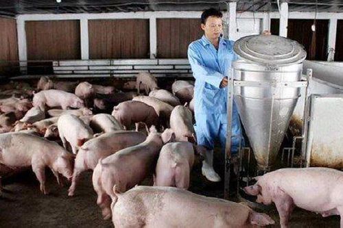 Nhiều doanh nghiệp chăn nuôi lãi đậm năm 2024, riêng HAGL phải dựa vào 'cứu cánh' từ mảng trái cây