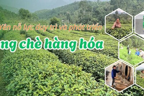 Bảo Yên nỗ lực duy trì và phát triển vùng chè hàng hóa