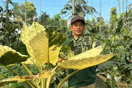 Xây dựng liên kết trồng kiểng lá xuất khẩu