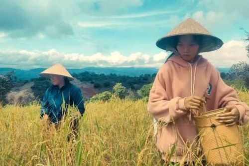 Thơm hương lúa mẹ