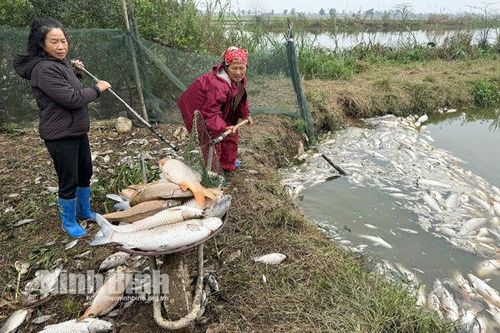 Làm rõ nguyên nhân cá chết bất thường để người dân sớm ổn định sản xuất