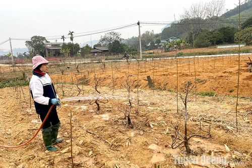 Nông dân tất bật 'hồi sinh' đào sau Tết