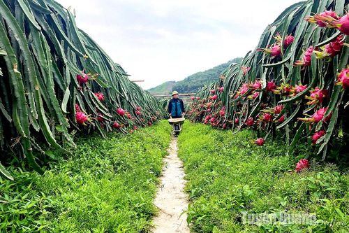 Anh Luy trồng thanh long trái vụ