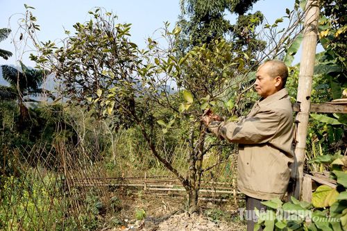 'Người rừng' trên đỉnh Phia Chang