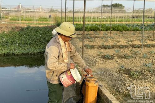 Chủ động phòng chống rét, sâu bệnh hại cây trồng