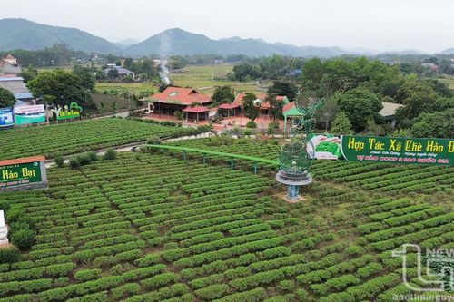 Hương Xuân trên những nương chè