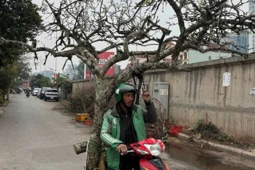 Lê rừng, mận rừng 'đại náo' thị trường hoa cảnh sau Tết