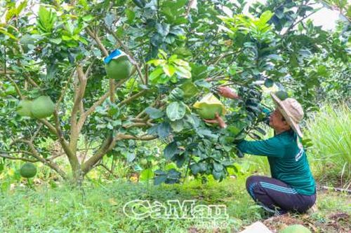 Chăm sóc vườn cây ăn trái mùa khô