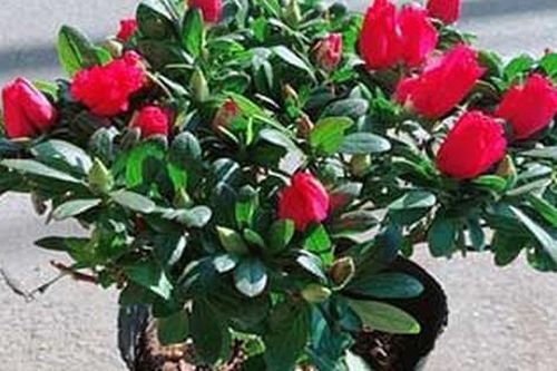 Đặt cây đỗ quyên đỏ ở các vị trí sau sẽ thuận lợi trong công việc và hạnh phúc