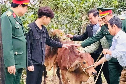 Tặng bò giống cho gia đình thanh niên đi bộ đội có hoàn cảnh khó khăn