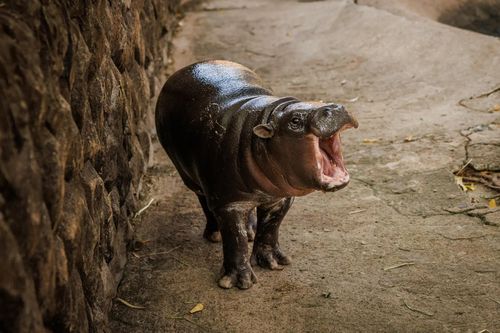 6 tháng tuổi, Moo Deng vẫn là một ngôi sao
