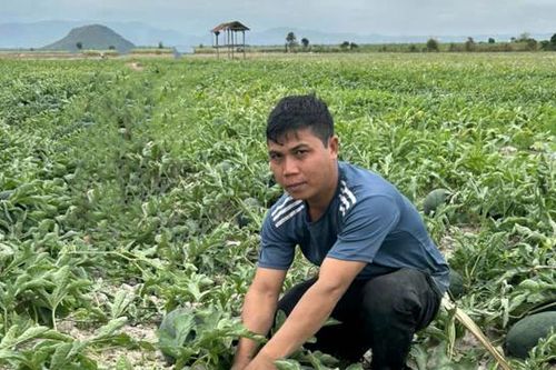 Gia Lai: dưa hấu quả nhỏ, sản lượng kém - nông dân lâm nợ