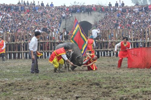 Vĩnh Phúc: độc đáo lễ hội chọi trâu Hải Lựu
