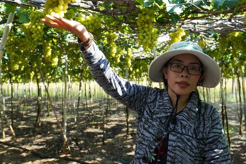 Ninh Thuận phấn đấu có thêm 20-30 sản phẩm OCOP trong năm 2025