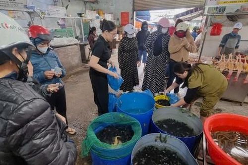 Ngày rằm tháng Giêng, hàng cá phóng sinh đông nghịt, người mua không thèm mặc cả