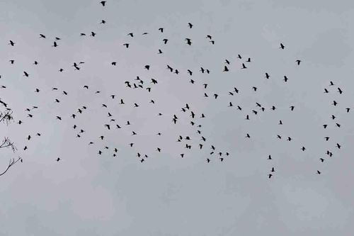 Đàn chim lạ nghìn con xuống phá ruộng lúa của người dân ở Hà Tĩnh