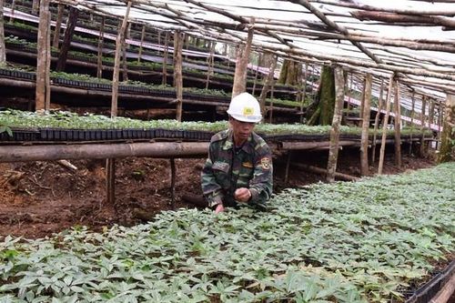 Huyện ở Kon Tum cấp miễn phí hơn 3.300 'cây giống xóa nghèo'