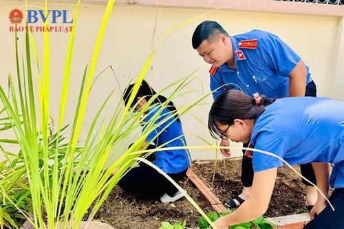 VKSND thành phố Châu Đốc thực hiện mô hình 'Vườn rau Thanh niên'