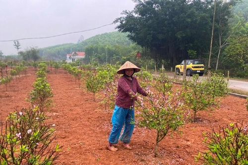 Nông dân Yên Thành tất bật chăm sóc vườn đào sau Tết