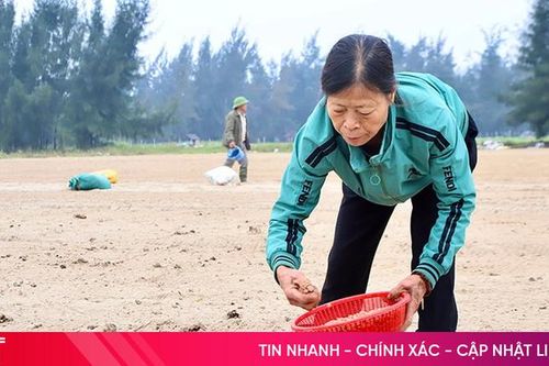 Nông dân Hà Tĩnh bám đồng sản xuất rau màu đầu năm