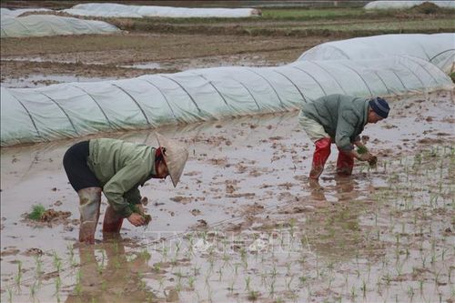 Trên 95% diện tích đã có nước cho gieo cấy vụ Đông Xuân