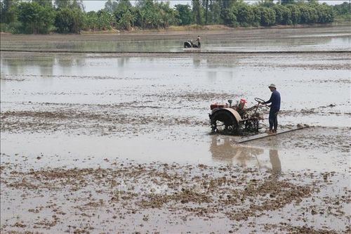 Năng suất lúa Đông Xuân tăng, giá giảm
